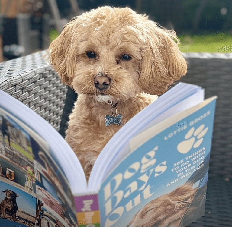 Cover Image for Lottie Gross book launch